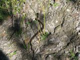 Day 4 - Hummocks - Garter snake 2 Day 4 - Hummocks - Garter snake 2